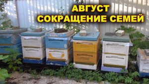 Сокращаю семьи в августе.