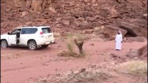 land cruiser 200 выдергивает пень