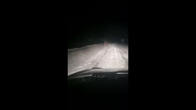 Медведь перегородил дорогу водителю под брянской Суземкой