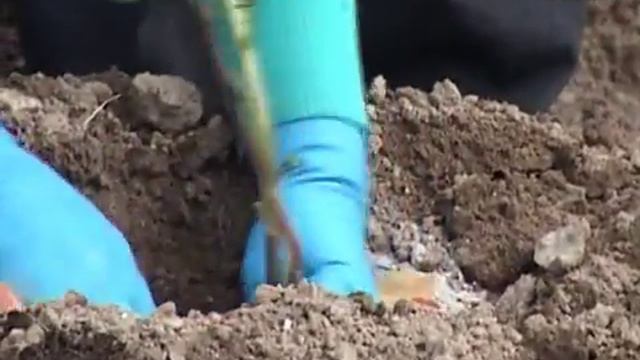 Дачные советы 29.05.2015