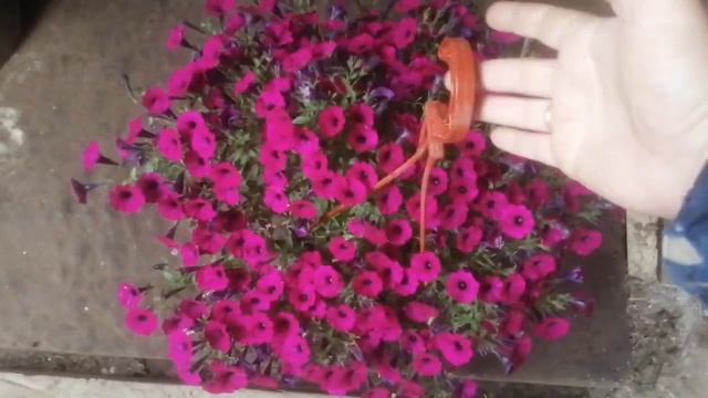 Петуния "Литлтуния" в кашпо. Обильное цветение серии петунии-гигантов. смотреть онлайн