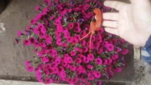 Петуния "Литлтуния" в кашпо. Обильное цветение серии петунии-гигантов.