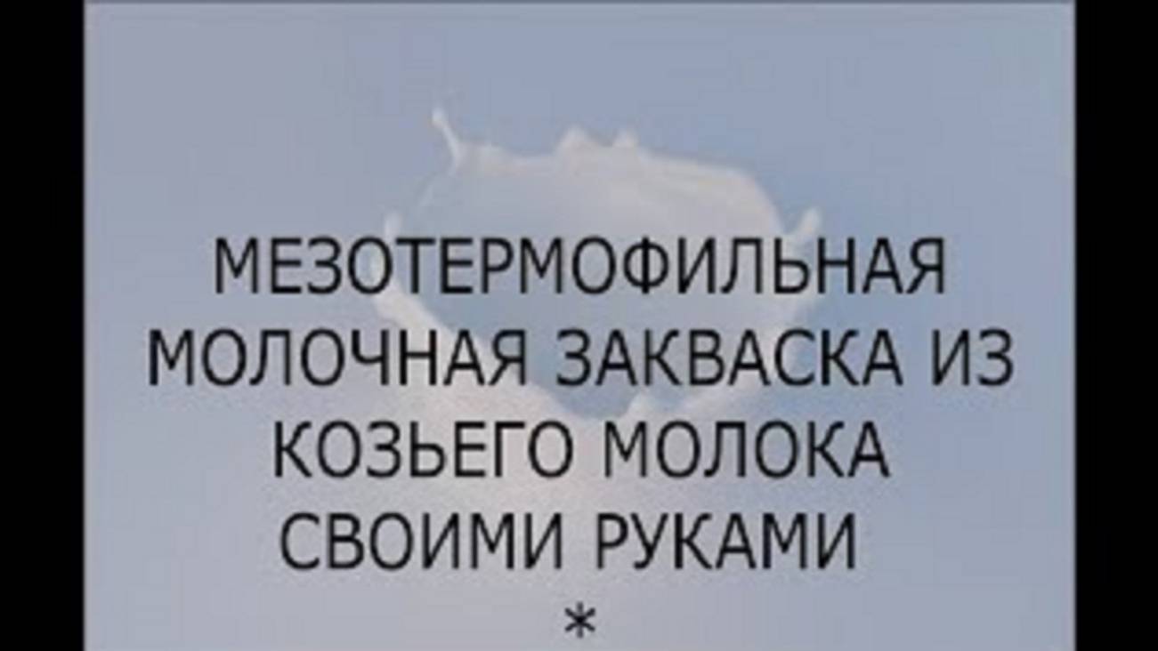 МЕЗОТЕРМОФИЛЬНАЯ МОЛОЧНАЯ ЗАКВАСКА ИЗ КОЗЬЕГО МОЛОКА СВОИМИ РУКАМИ