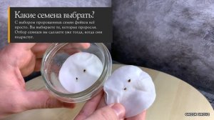 Фейхоа на подоконнике | Выращивание фейхоа из семечка [СНАЧАЛА БЫЛО СЕМЕЧКО]