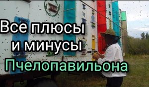 Основной недостаток содержания пчёл в пчелопавильоне.