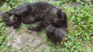 Кот спит, смешное видео, приколы с животными, топ видео, отдых на природе