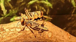 Звуки насекомых /The sounds of insects