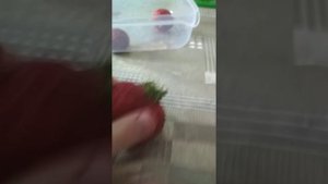 Самая большая клубника в мире! Лето! Клубника!