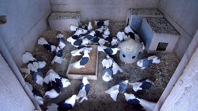 Голуби Нижний Новгород Горьковские чистые 4 смотреть онлайн