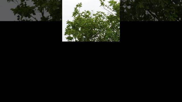 🌿 Как появились столбы выветривания Маньпупунёр смотреть онлайн