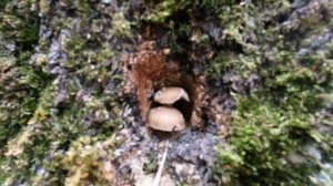 Грибы вешенка за месяц. Выращивание на пеньках.