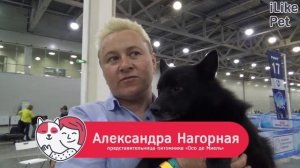 Шипперке на ilikepet. Особенности породы, уход