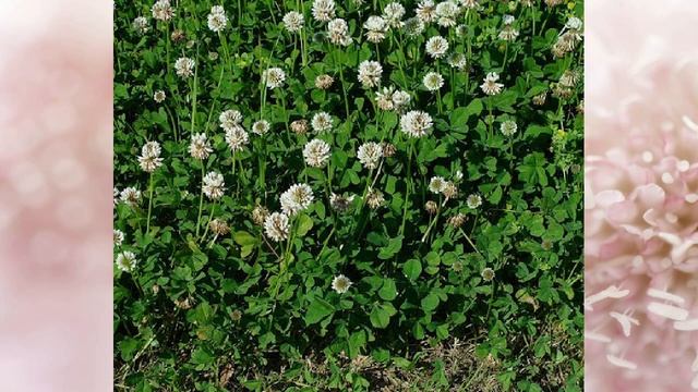 Микроклевер - газон, который не требует ухода смотреть онлайн