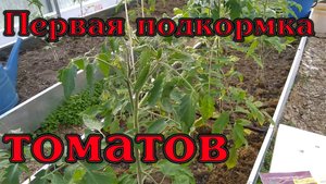 Первая подкормка томатов после высадки