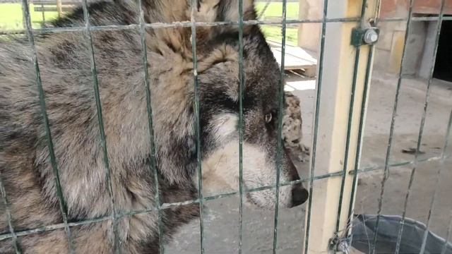 Какой Кай стал красивый и любит ласковые слова! Kai has become handsome and loves affectionate word смотреть онлайн