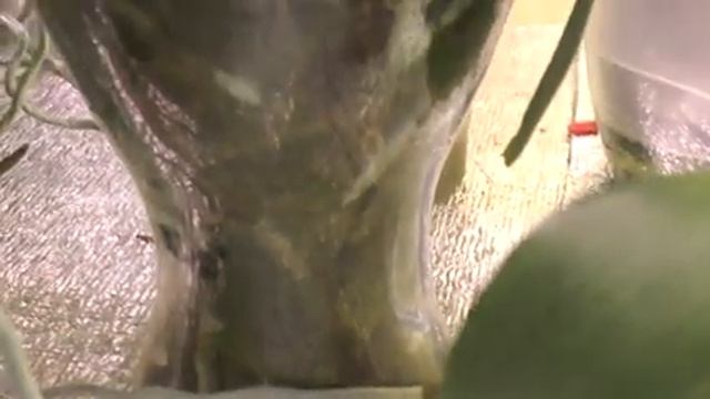 Двойные горшки! Когда полив? Корни орхидей перед поливом! смотреть онлайн