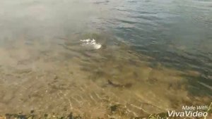 Ловля ленка на Ангаре.