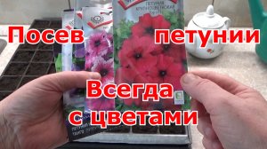 Посев петунии на рассаду. Самые простые способы посева петунии (драже и семенами)