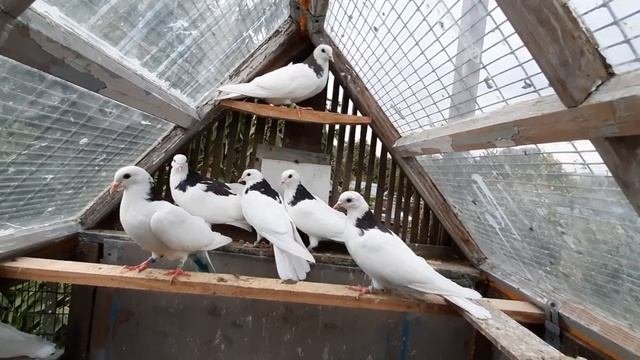 Голуби.Сугубо моё личное мнение,как тренировать высоколётных голубей.Хейтеры-ФАС!!!