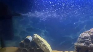 Запуск аквариума на 136 литров! Нерестовик для Цихлид