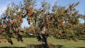 Как часто поливать деревья