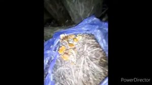 Опята шиитаке и вешенка на пнях и сене из палочек Выращивание грибов в домашних условиях без мицели