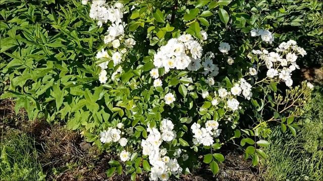 Белые розы в саду и на даче смотреть онлайн