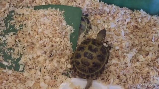 Рассказываем про Среднеазиатскую черепаху с моим другом Митей