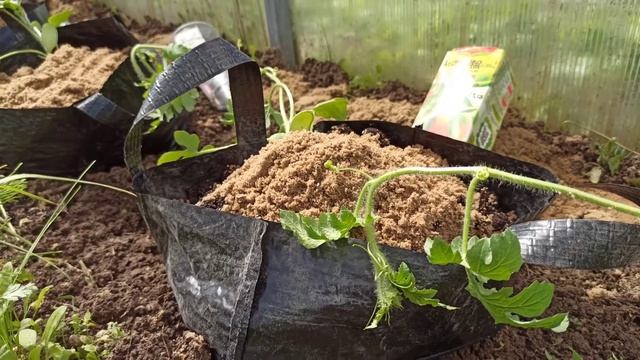 Супер-Арбузики в маленькой теплице. сорта 2021 2-й ряд. смотреть онлайн