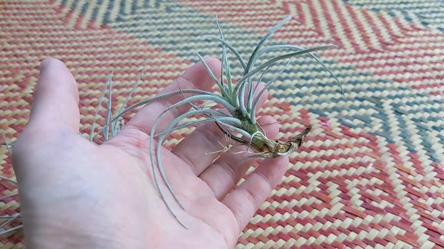 Airplant update 3 - Winter 2022 смотреть онлайн
