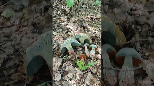 Дубовик оливково-бурый синеет на срезе. Не сатанинский гриб. Обзор. смотреть онлайн