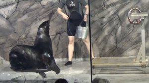Шоу Морских Котиков в воронежском океанариуме