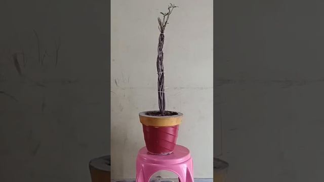 Ponytail style croton plant#the miniature tree#croton plant# смотреть онлайн