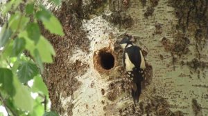 Гнездо дятла / Woodpeckers feeding chicks