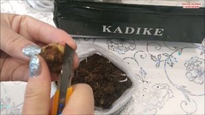 ХРАНЕНИЕ КЛУБНЕЙ ? Глоксиний зимой / ДОРАЩИВАНИЕ МЕЛКИХ КЛУБНЕЙ