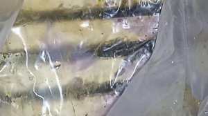 Как зимуют пчёлы в омшанике?! Пчёлы бакфаст! Конец ноября!