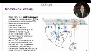 Гистология нервной системы: спинной и головной мозг, периферические нервы.