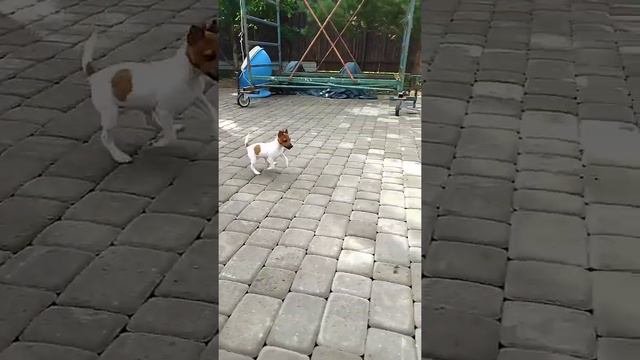 Щенок той-фокстерьера LITTLE BEAST REVIKA свободна ♀️ more information ➡https:/littlebeast.ru смотреть онлайн