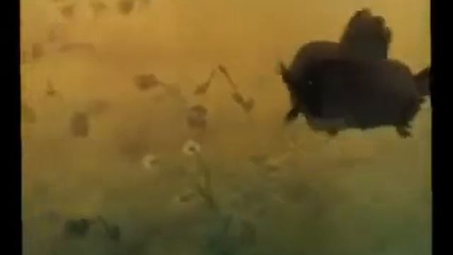 Копия видео "Как дед великое равновесие нарушил" смотреть онлайн