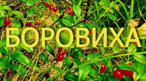 По грибы, по ягоды. БОРОВИХА - БРУСНИКА.