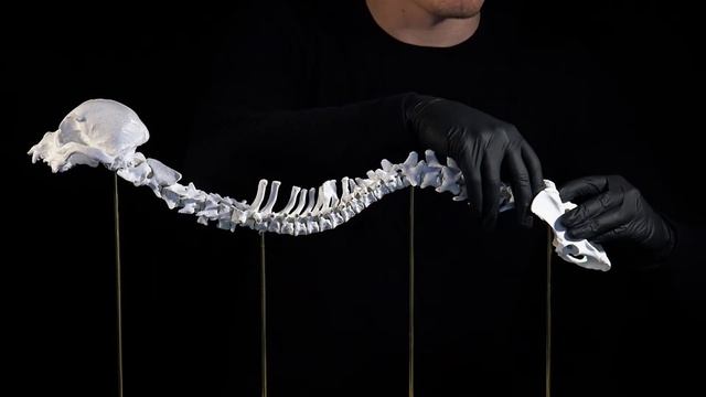 Полимерный скелет собаки (на магнитах) смотреть онлайн