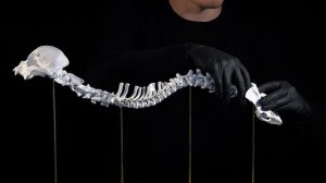 Полимерный скелет собаки (на магнитах)