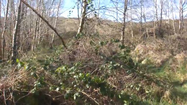 Setter anglais arret becasse en Irlande avec http://irlandeguidagenature.com/ смотреть онлайн