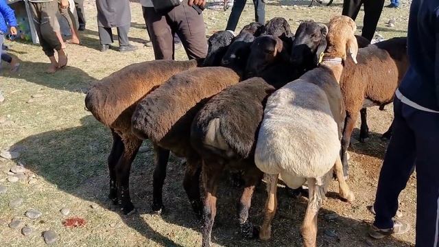 шанбебозор турсунзода регар криллик нархи гӯшт ва буз коза бара гусфанд тарбуз 20.06.2020