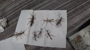 Палочник неожиданный (Sungaya inexpectata)