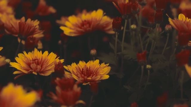 Вы продадите квартиру и купите двушку себе и однушку золовке. смотреть онлайн