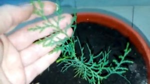 Рассада винограда из косточек