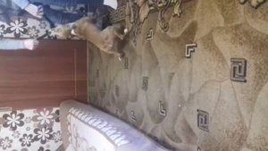 Стаффордширский терер