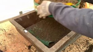 Создание Бонсай из Дуба