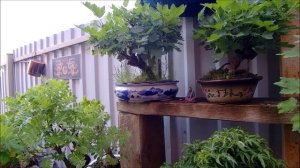 Бонсай весной дайджест музыка Китая Bonsai Spring digest music of China 2023 год